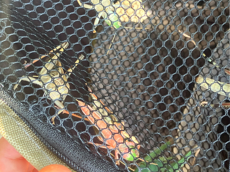 バッタやカマキリなどの昆虫GET！