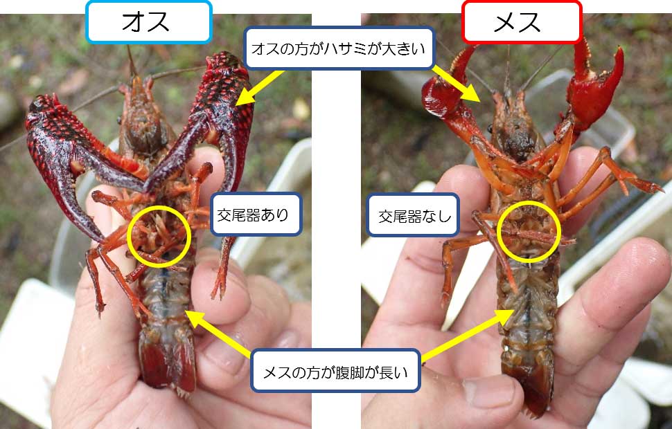 食べて駆除 アメリカザリガニを食べてみよう 自然環境配慮 株式会社加藤建設 エコミーティング活動ブログ