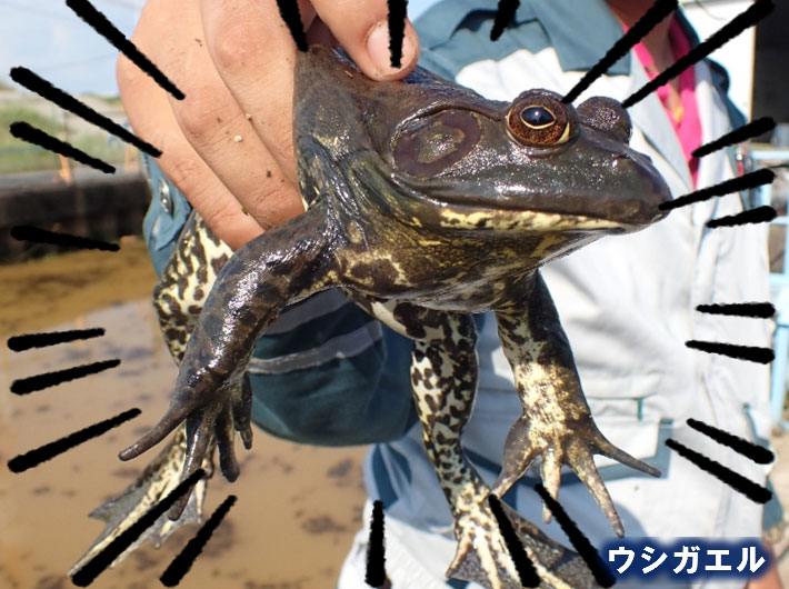 食べて駆除 ウシガエル編 自然環境配慮 株式会社加藤建設 エコミーティング活動ブログ