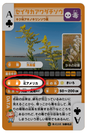 アメリカフラッシュ