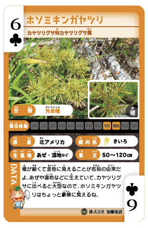 カヤツリグサ科