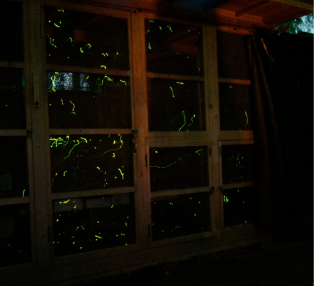 ホタルの放流の様子04