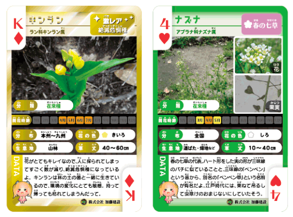 草トランプには、植物の「開花時期（はながさくタイミング）」や「花の色」や「生息地（さいている場所）」といった内容を、見つけてもらいやすいように、説明してあるよ