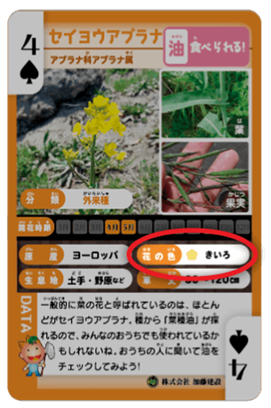 外来種イエローフラッシュ