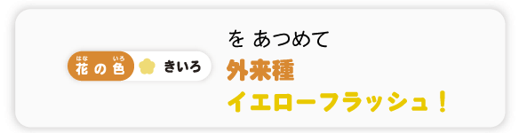 外来種イエローフラッシュ