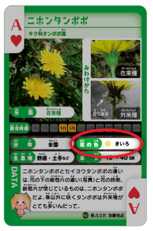 在来種イエローフラッシュ