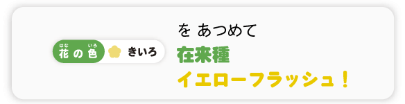 在来種イエローフラッシュ