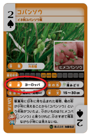 ヨーロッパフラッシュ