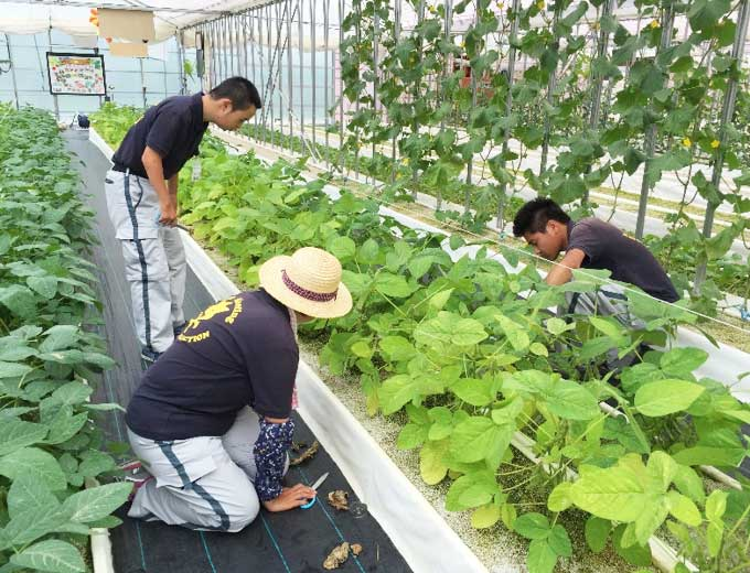 おいしい無農薬野菜を提供