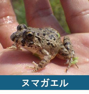 ヌマガエル