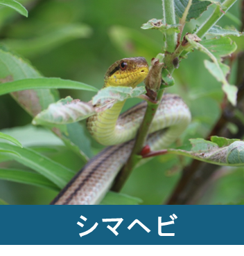 シマヘビ