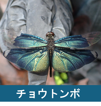 チョウトンボ