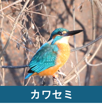 カワセミ
