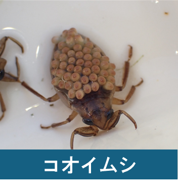 コオイムシ