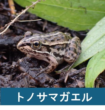 トノサマガエル