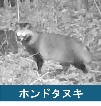 ホンドタヌキ