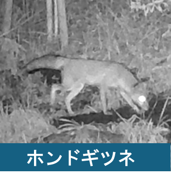 ホンドギツネ