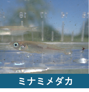 ミナミメダカ